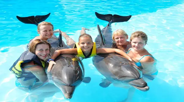 Dolphin Show and Swimming with Dolphins