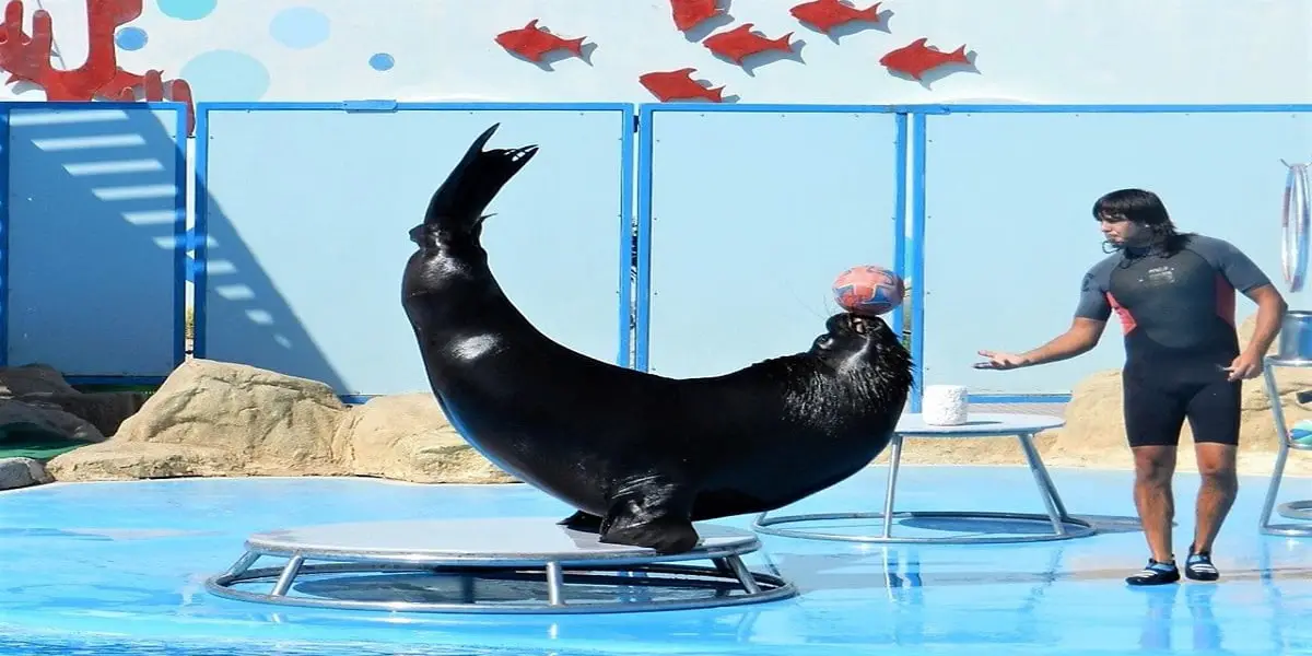 Dolphin Show and Swimming with Dolphins